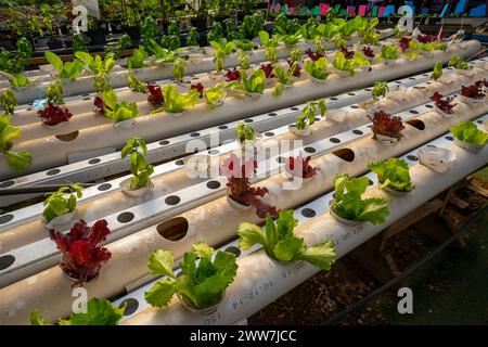 Der Salatanbau in einem Hydrosolargewächshaus Hydroponics ist eine Art Gartenbau und eine Untergruppe der Hydrokultur, bei der Pflanzen ohne wachsen Stockfoto