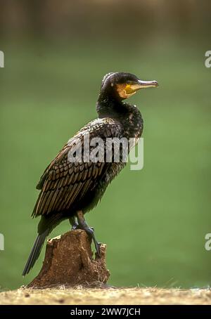 Herde des Großen Kormorans (Phalacrocorax carbo) fotografiert in Israel im Dezember Stockfoto