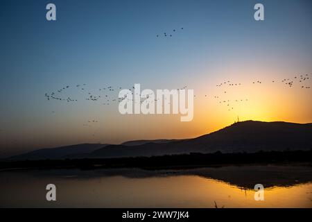 Herde des Großen Kormorans (Phalacrocorax carbo) im Flug fotografiert in Israel im Dezember Stockfoto