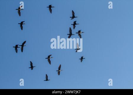 Herde des Großen Kormorans (Phalacrocorax carbo) im Flug fotografiert in Israel im Dezember Stockfoto