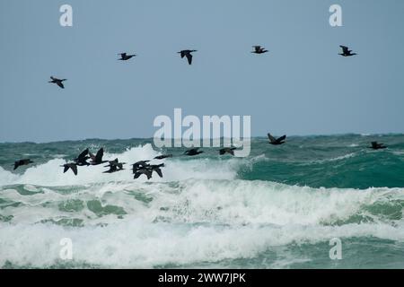 Herde des Großen Kormorans (Phalacrocorax carbo) im Flug fotografiert in Israel im Dezember Stockfoto