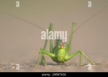 Porträt einer großen grünen Buschgrille Tettigonia Viridissima Stockfoto