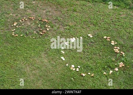 Pilze wachsen im Kreis Stockfoto