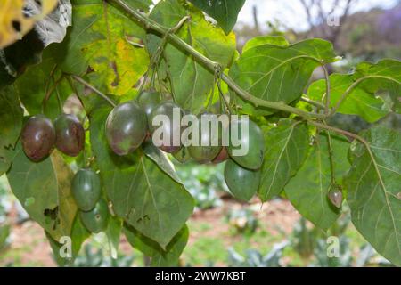 Frucht der Tamarillo oder Baumtomate, Solanum betaceum (früher Cyphomandra betacea), Solanaceae, fotografiert in Tansania im Oktober Stockfoto