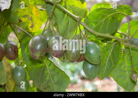 Frucht der Tamarillo oder Baumtomate, Solanum betaceum (früher Cyphomandra betacea), Solanaceae, fotografiert in Tansania im Oktober Stockfoto