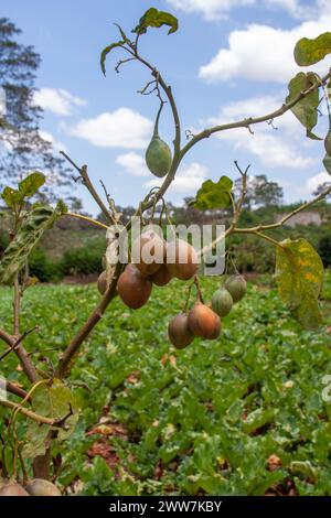 Frucht der Tamarillo oder Baumtomate, Solanum betaceum (früher Cyphomandra betacea), Solanaceae, fotografiert in Tansania im Oktober Stockfoto