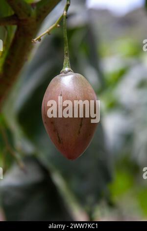 Frucht der Tamarillo oder Baumtomate, Solanum betaceum (früher Cyphomandra betacea), Solanaceae, fotografiert in Tansania im Oktober Stockfoto