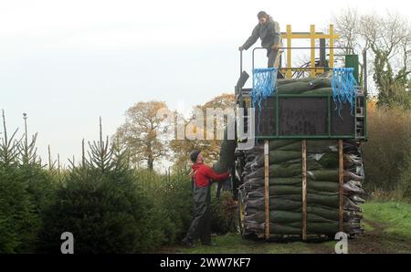 23/11/11. ..eine von nur zwei Spezialmaschinen für Palettiermaschinen in Großbritannien erntet Baumstamm in Barwell, Leicestershire. Teams von Erntemaschinen Stockfoto