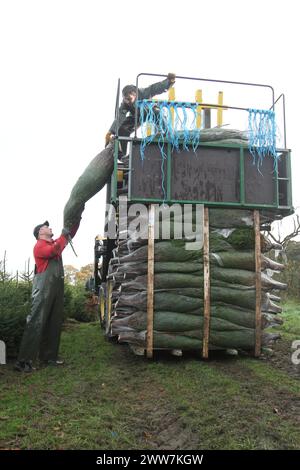 23/11/11. ..eine von nur zwei Spezialmaschinen für Palettiermaschinen in Großbritannien erntet Baumstamm in Barwell, Leicestershire. Teams von Erntemaschinen Stockfoto