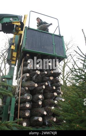 23/11/11. ..eine von nur zwei Spezialmaschinen für Palettiermaschinen in Großbritannien erntet Baumstamm in Barwell, Leicestershire. Teams von Erntemaschinen Stockfoto