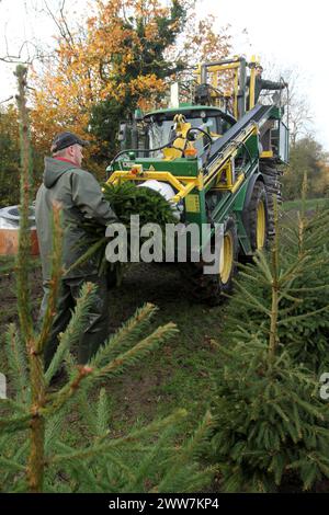 23/11/11. ..eine von nur zwei Spezialmaschinen für Palettiermaschinen in Großbritannien erntet Baumstamm in Barwell, Leicestershire. Teams von Erntemaschinen Stockfoto