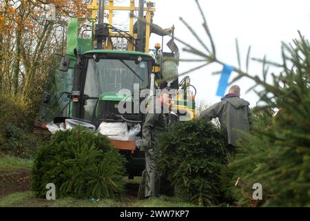 23/11/11. ..eine von nur zwei Spezialmaschinen für Palettiermaschinen in Großbritannien erntet Baumstamm in Barwell, Leicestershire. Teams von Erntemaschinen Stockfoto