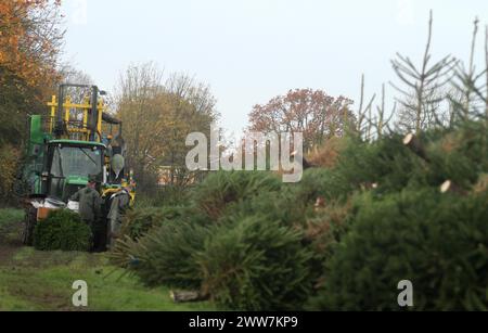 23/11/11. ..eine von nur zwei Spezialmaschinen für Palettiermaschinen in Großbritannien erntet Baumstamm in Barwell, Leicestershire. Teams von Erntemaschinen Stockfoto