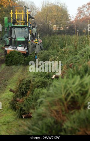 23/11/11. ..eine von nur zwei Spezialmaschinen für Palettiermaschinen in Großbritannien erntet Baumstamm in Barwell, Leicestershire. Teams von Erntemaschinen Stockfoto