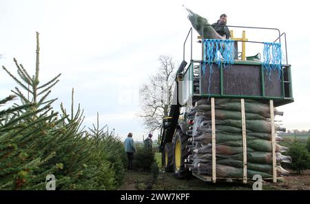 23/11/11. ..eine von nur zwei Spezialmaschinen für Palettiermaschinen in Großbritannien erntet Baumstamm in Barwell, Leicestershire. Teams von Erntemaschinen Stockfoto