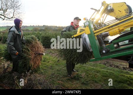 23/11/11. ..eine von nur zwei Spezialmaschinen für Palettiermaschinen in Großbritannien erntet Baumstamm in Barwell, Leicestershire. Teams von Erntemaschinen Stockfoto