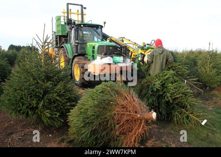 23/11/11. ..eine von nur zwei Spezialmaschinen für Palettiermaschinen in Großbritannien erntet Baumstamm in Barwell, Leicestershire. Teams von Erntemaschinen Stockfoto