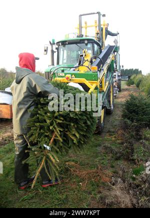 23/11/11. ..eine von nur zwei Spezialmaschinen für Palettiermaschinen in Großbritannien erntet Baumstamm in Barwell, Leicestershire. Teams von Erntemaschinen Stockfoto