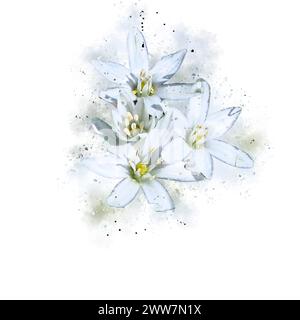 Digitales Bild eines Wilden Sterns von Bethlehem (Ornithogalum), fotografiert im Frühjahr Februar in Har Amasa (Berg Amasa), Israel Stockfoto