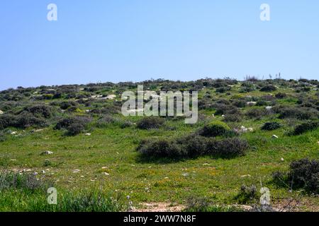 Har Amasa (Berg Amasa), Israel im Frühling im Süden Israels. In der Nähe des Yatir-Waldes, 20 km südlich von Hebron und 14 km nordwestlich Stockfoto