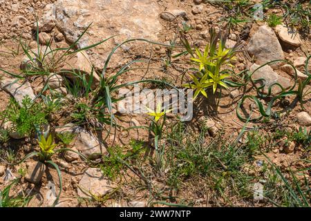 Die gebräuchlichen Namen sind Stolonous Gagea und Gelber Stern von Bethlehem, fotografiert in Har Amasa (Berg Amasa), Israel im Frühjahr Februar Stockfoto