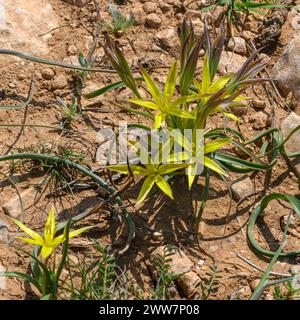 Die gebräuchlichen Namen sind Stolonous Gagea und Gelber Stern von Bethlehem, fotografiert in Har Amasa (Berg Amasa), Israel im Frühjahr Februar Stockfoto