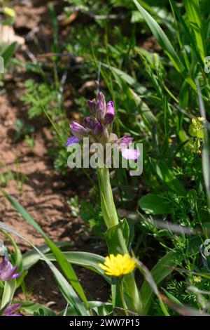 Anacamptis papilionacea (früher Orchis papilionacea) Pink Butterfly Orchid fotografiert im Frühjahr Februar in Har Amasa (Mount Amasa), Israel Stockfoto