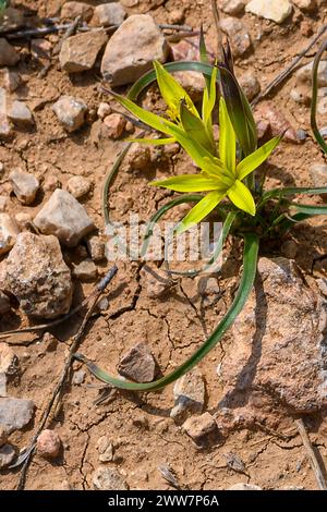 Die gebräuchlichen Namen sind Stolonous Gagea und Gelber Stern von Bethlehem, fotografiert in Har Amasa (Berg Amasa), Israel im Frühjahr Februar Stockfoto