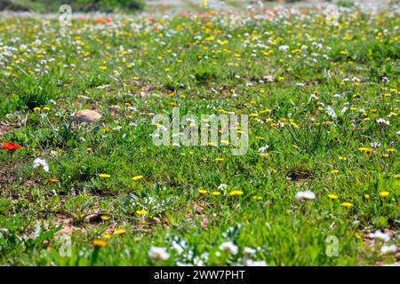 Har Amasa (Berg Amasa), Israel im Frühling im Süden Israels. In der Nähe des Yatir-Waldes, 20 km südlich von Hebron und 14 km nordwestlich Stockfoto