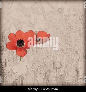 Digitales Bild einer Roten Frühlings-Wildblumen-Anemone-Coronaria (Mohnanemone). Stockfoto