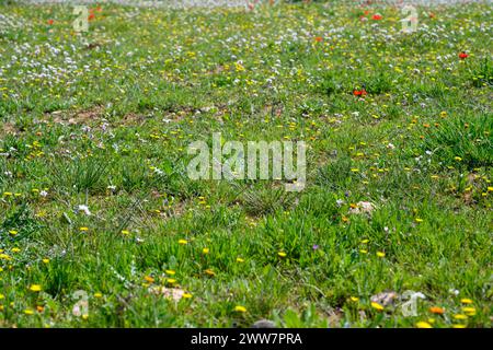 Har Amasa (Berg Amasa), Israel im Frühling im Süden Israels. In der Nähe des Yatir-Waldes, 20 km südlich von Hebron und 14 km nordwestlich Stockfoto