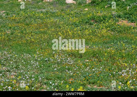 Har Amasa (Berg Amasa), Israel im Frühling im Süden Israels. In der Nähe des Yatir-Waldes, 20 km südlich von Hebron und 14 km nordwestlich Stockfoto