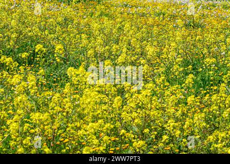 Ein gelbes Feld mit blühendem charlock Rhamphospermum arvense (syns. Brassica arvensis und Sinapis arvensis), charlock Senf, Feldsenf, wild Stockfoto