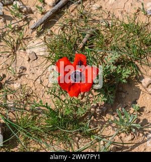 Rotfrühling Wildblumen Anemone coronaria (Mohnanemone). Diese Wildblume kann in mehreren Farben erscheinen. Hauptsächlich rot, aber auch violett, blau und weiß P Stockfoto