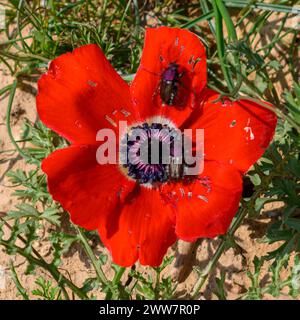 Rotfrühling Wildblumen Anemone coronaria (Mohnanemone). Diese Wildblume kann in mehreren Farben erscheinen. Hauptsächlich rot, aber auch violett, blau und weiß P Stockfoto