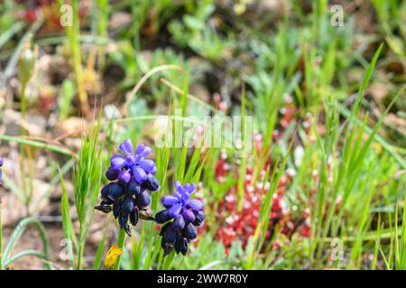 Muscari pulchellum fotografiert im Frühjahr Februar in Har Amasa (Berg Amasa), Israel Stockfoto