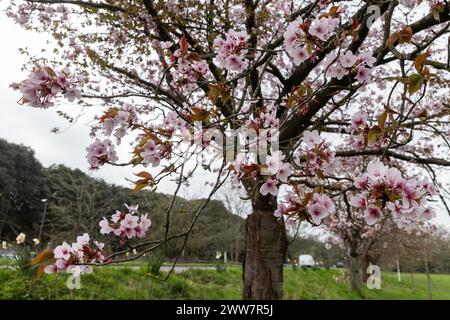 Windsor, Großbritannien. März 2024. Ein blühender Kirschbaum ist entlang einer Straße abgebildet. Quelle: Mark Kerrison/Alamy Live News Stockfoto