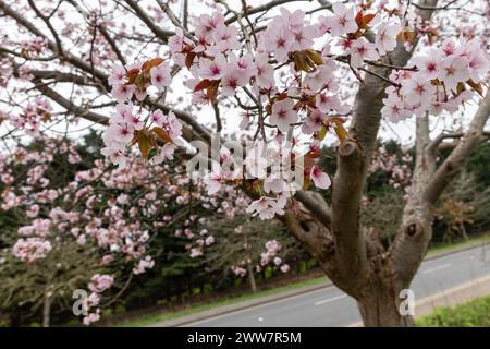 Windsor, Großbritannien. März 2024. Ein blühender Kirschbaum ist entlang einer Straße abgebildet. Quelle: Mark Kerrison/Alamy Live News Stockfoto