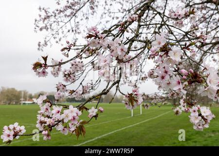 Windsor, Großbritannien. März 2024. Blossom ist vor einem Rugbyfeld im Home Park zu sehen. Quelle: Mark Kerrison/Alamy Live News Stockfoto