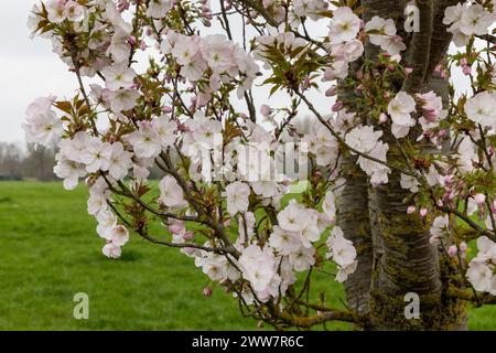 Windsor, Großbritannien. März 2024. Blossom ist im Home Park zu sehen. Quelle: Mark Kerrison/Alamy Live News Stockfoto