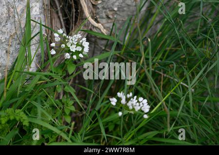 Blühende Wilde Neapel Knoblauch Allium neapolitanum Pflanze. Fotografiert im März im Jezreel-Tal, Israel Stockfoto