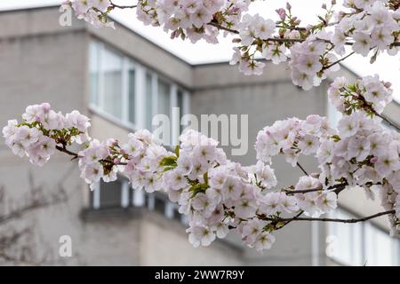 Windsor, Großbritannien. März 2024. Die Blüte ist vor einem Gehäuseblock abgebildet. Quelle: Mark Kerrison/Alamy Live News Stockfoto