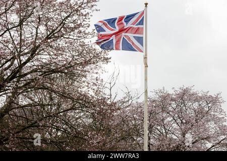 Windsor, Großbritannien. März 2024. Ein Union Jack ist neben blühenden Kirschbäumen abgebildet. Quelle: Mark Kerrison/Alamy Live News Stockfoto