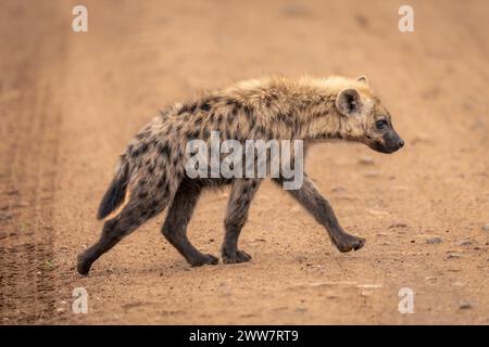 Die gefleckte Hyäne hebt die Pfoten auf, die über die Piste laufen Stockfoto