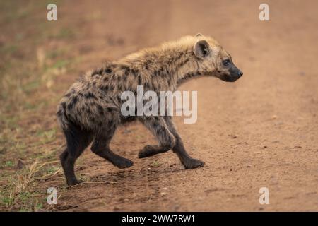 Eine gefleckte Hyäne läuft über die Straßenpfote Stockfoto