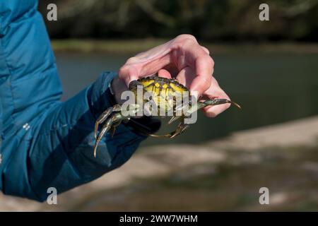 Common Shore Crab (Carcinus maenas) in Hand Devon UK GB April 2017 Stockfoto