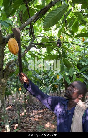 GHANA, Suhum, kleinbäuerliche Bio-Kakaofarm, Kakaoernte, die Kakaoschoten sind geöffnet und die Bohnen werden für sieben Tage fermentiert / GHANA, Suhum, Kleinbauern bei Bio Kakao Ernte, die Kakaofrüchte werden geöffnet und die frischen Kakaobohnen werden für sieben Tage fermentiert Stockfoto