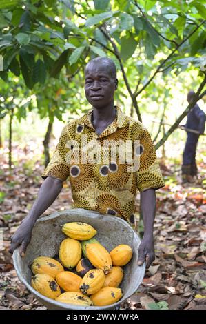 GHANA, Suhum, kleinbäuerlicher biologischer Kakaoanbau, Kakaoernte, Aluminiumschale mit reif geernteten Kakaoschoten / GHANA, Suhum, Kleinbauer bei Bio-Kakao Ernte Stockfoto