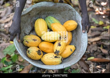 GHANA, Suhum, kleinbäuerlicher biologischer Kakaoanbau, Kakaoernte, Aluminiumschale mit reif geernteten Kakaoschoten / GHANA, Suhum, Kleinbauer bei Bio-Kakao Ernte Stockfoto