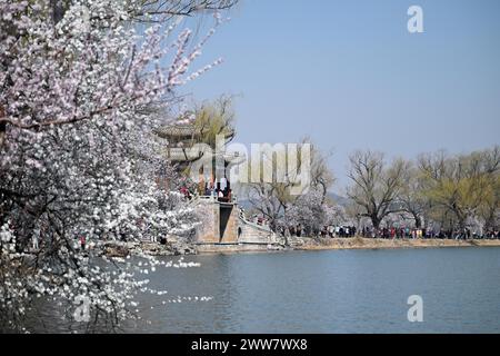 Peking, China. März 2024. Besucher genießen am 22. März 2024 im Sommerpalast in Peking, der Hauptstadt Chinas, Blüten. In jüngster Zeit blühen im Sommerpalast in Peking Frühlingsblumen wie Pfirsichblüten in voller Blüte und ziehen viele Touristen an. Quelle: Chen Yehua/Xinhua/Alamy Live News Stockfoto